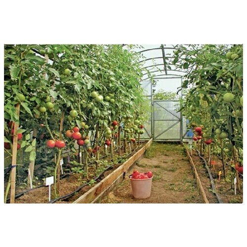 Капельная эмиттерная лента 8 Mils 50 метров шаг 50 см полив томатов Tuboflex многолетняя